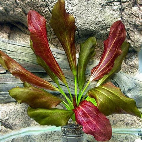 Echinodorus 'Rose' - The Aquascape Shop