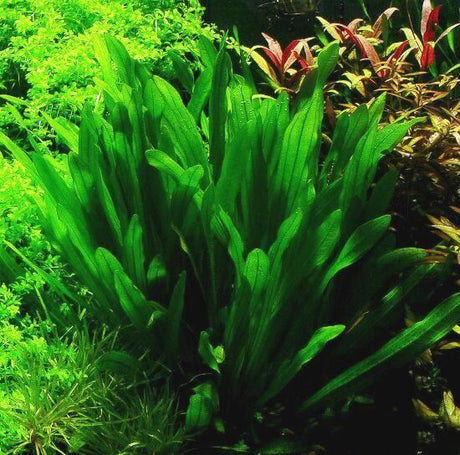 Echinodorus Uruguayensis – Uruguayan Sword Plant - The Aquascape Shop