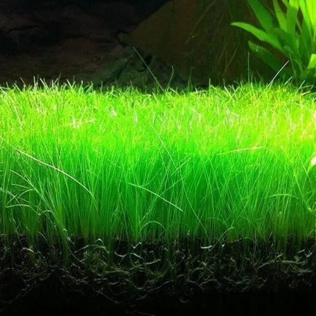 Eleocharis Acicularis (Hair Grass) - The Aquascape Shop