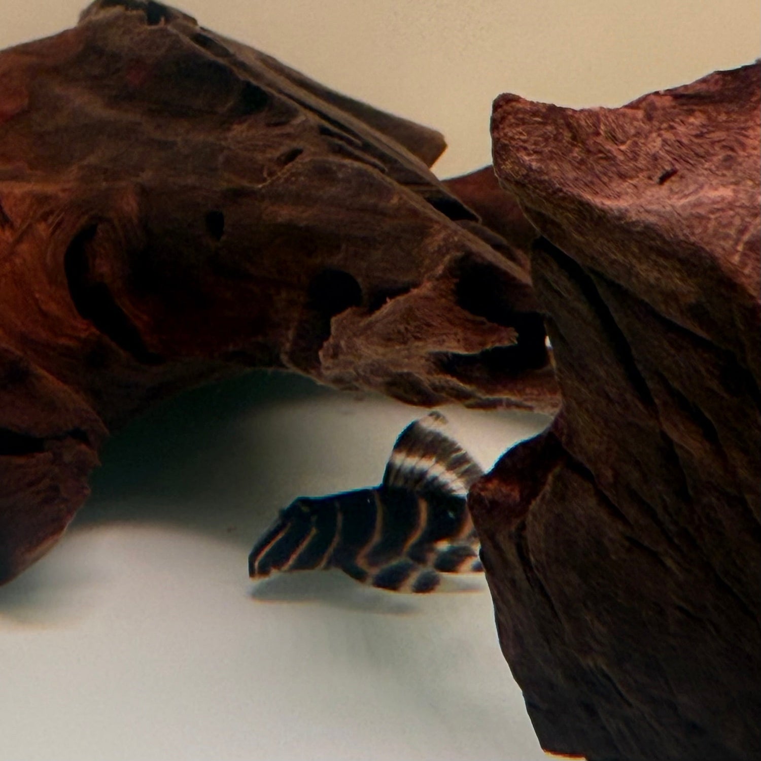 Flash Pleco (L204) - The Aquascape Shop