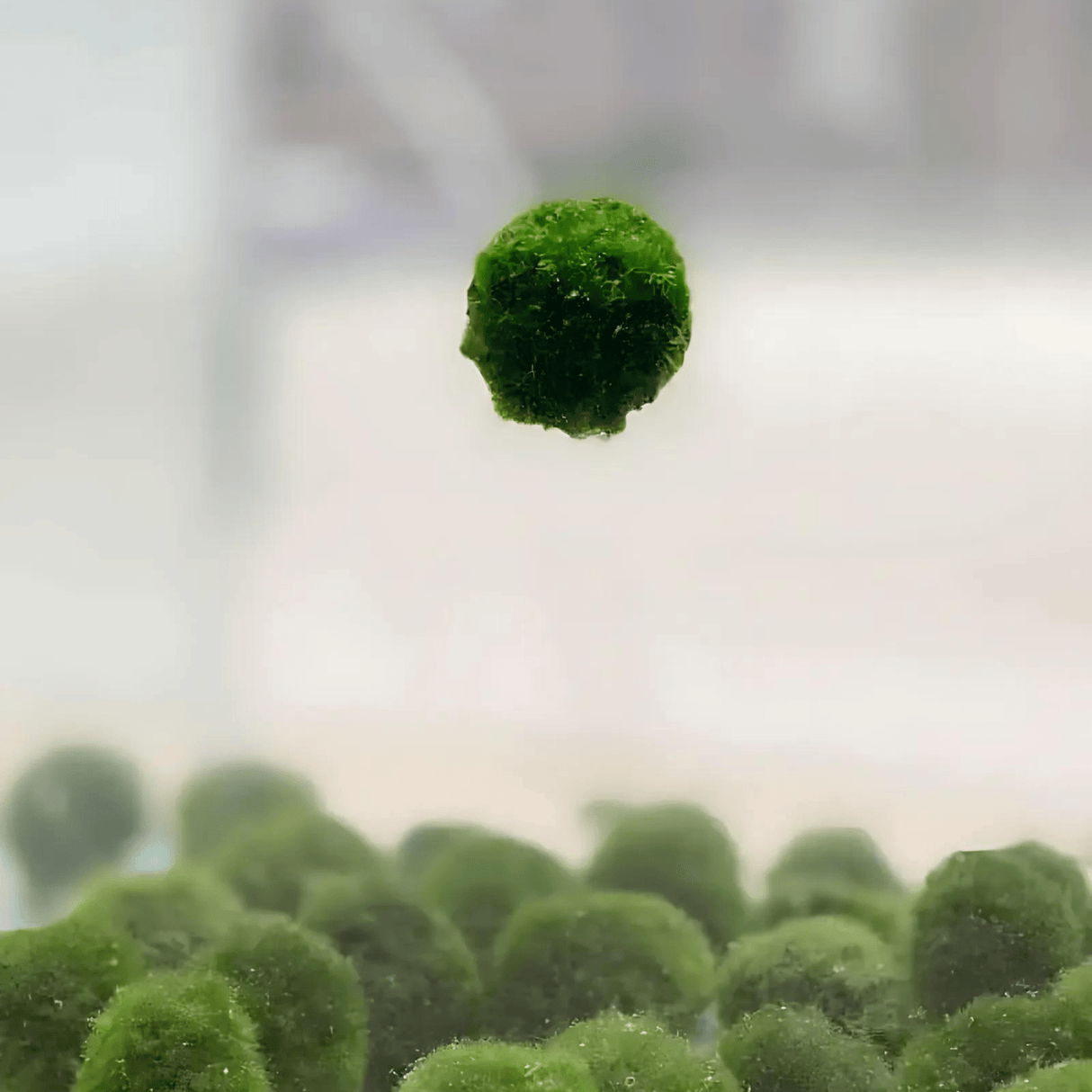 Floating Moss Ball Holder - The Aquascape Shop