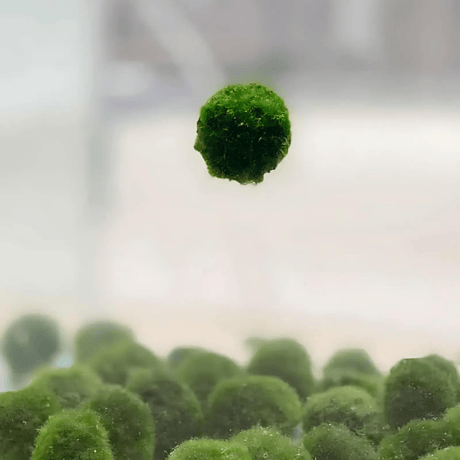 Floating Moss Ball Holder - The Aquascape Shop