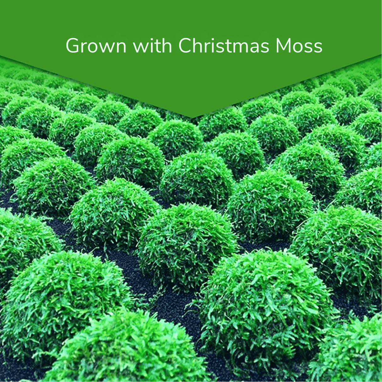 Floating Moss Ball Holder - The Aquascape Shop