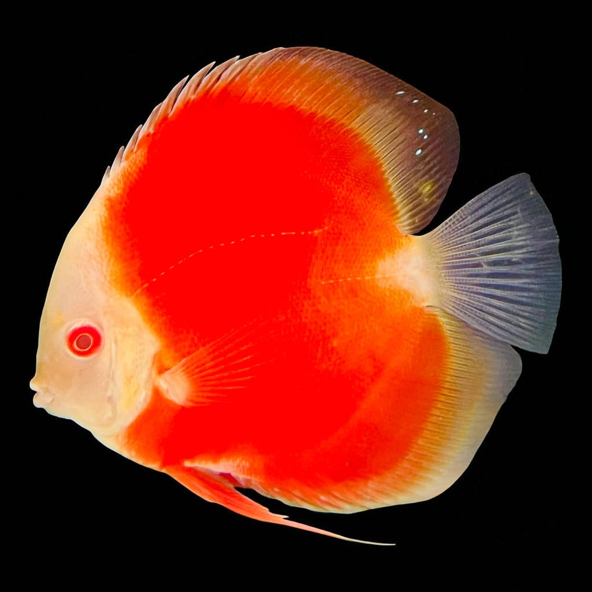Fuji Red Discus - The Aquascape Shop