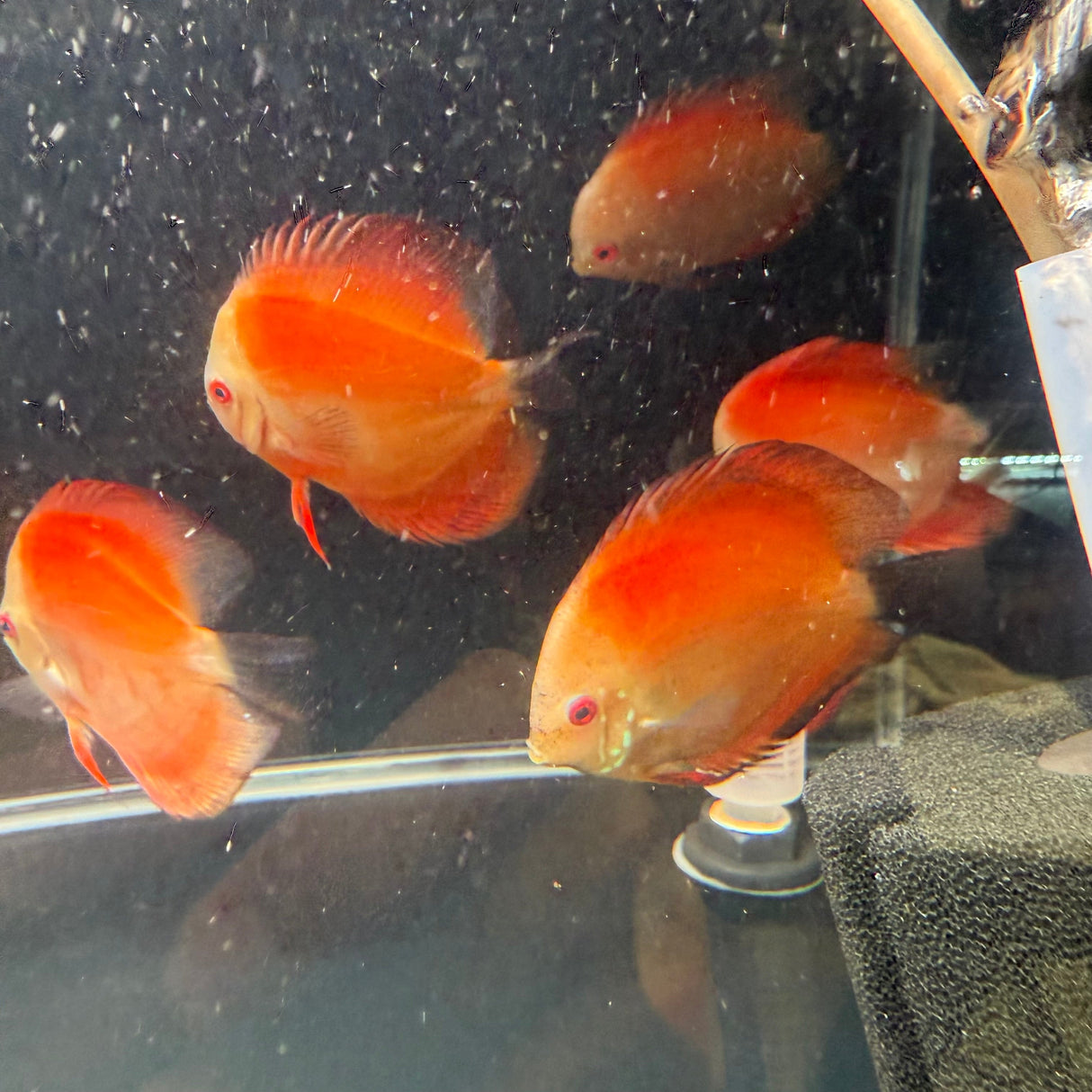 Fuji Red Discus - The Aquascape Shop