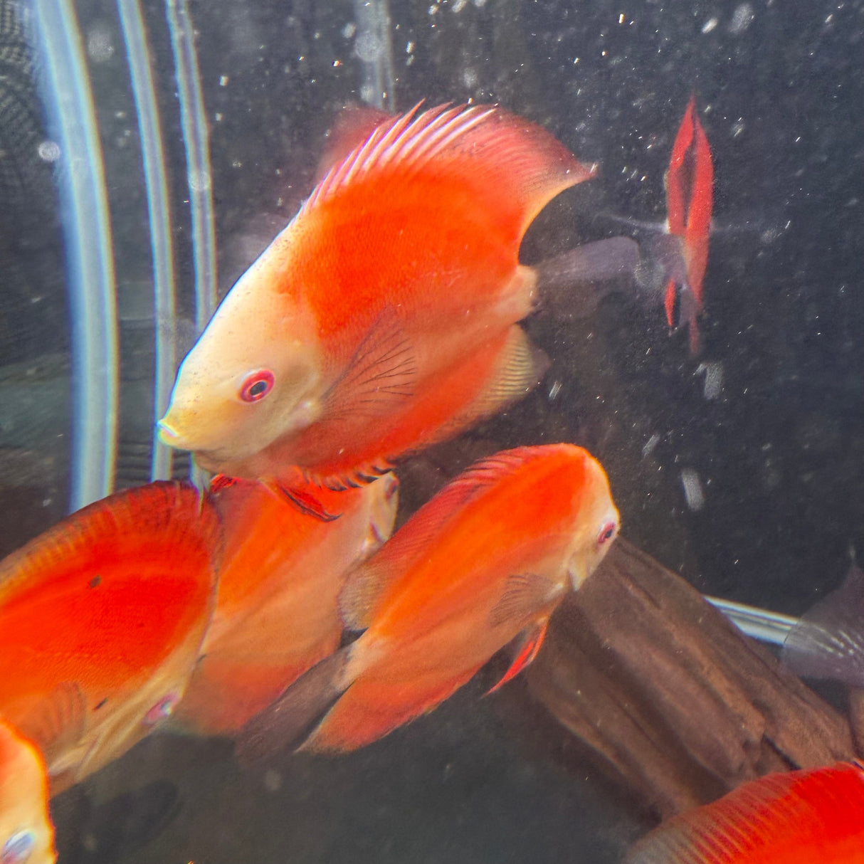 Fuji Red Discus - The Aquascape Shop