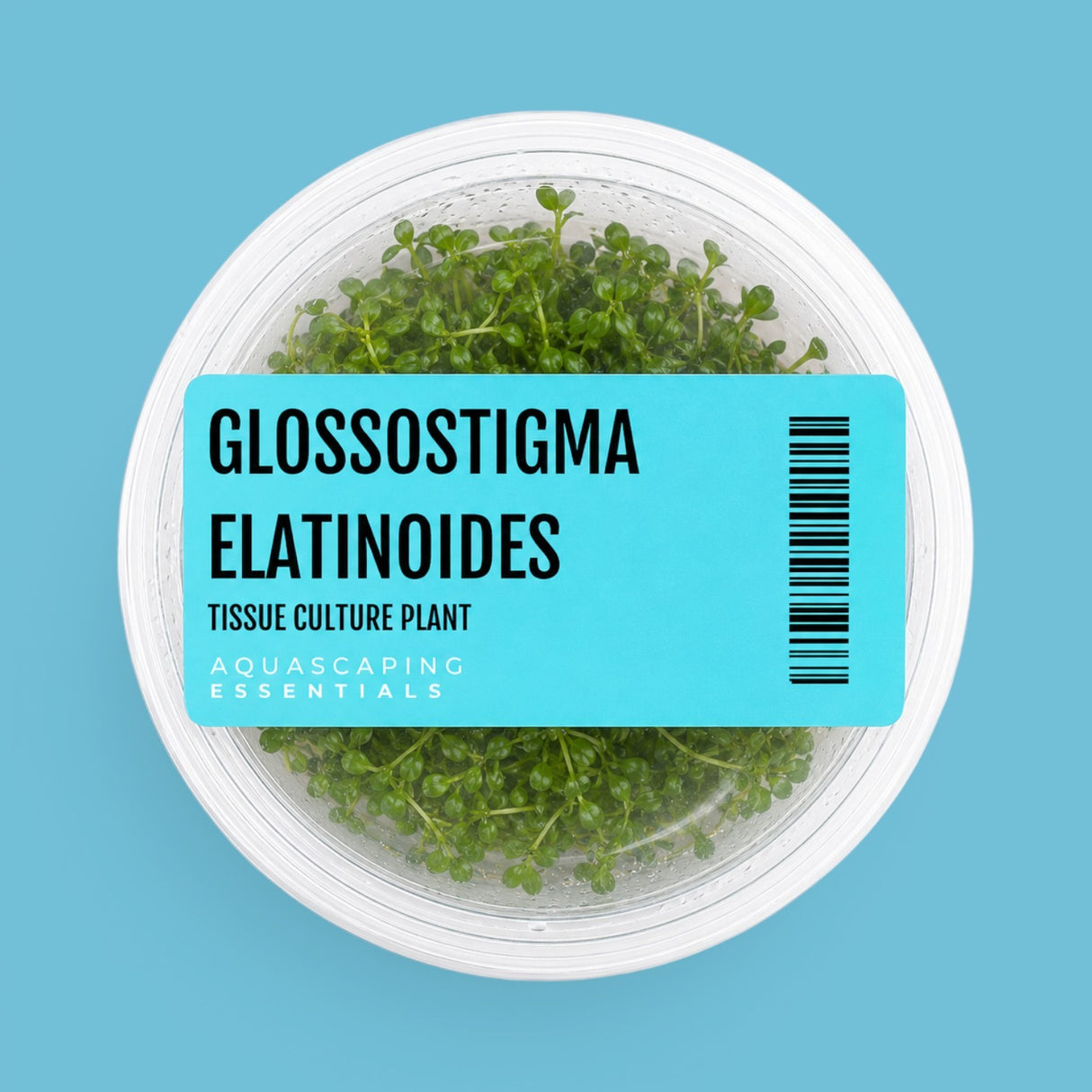 Aquascaping Essentials tissue culture cup of Glossostigma elatinoides (Glosso), a foreground carpet plant