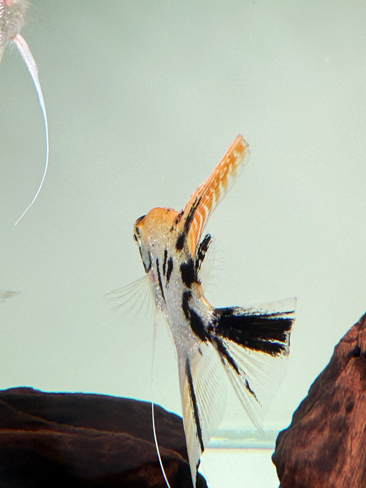 Gold Marble Pearlscale Angelfish - The Aquascape Shop