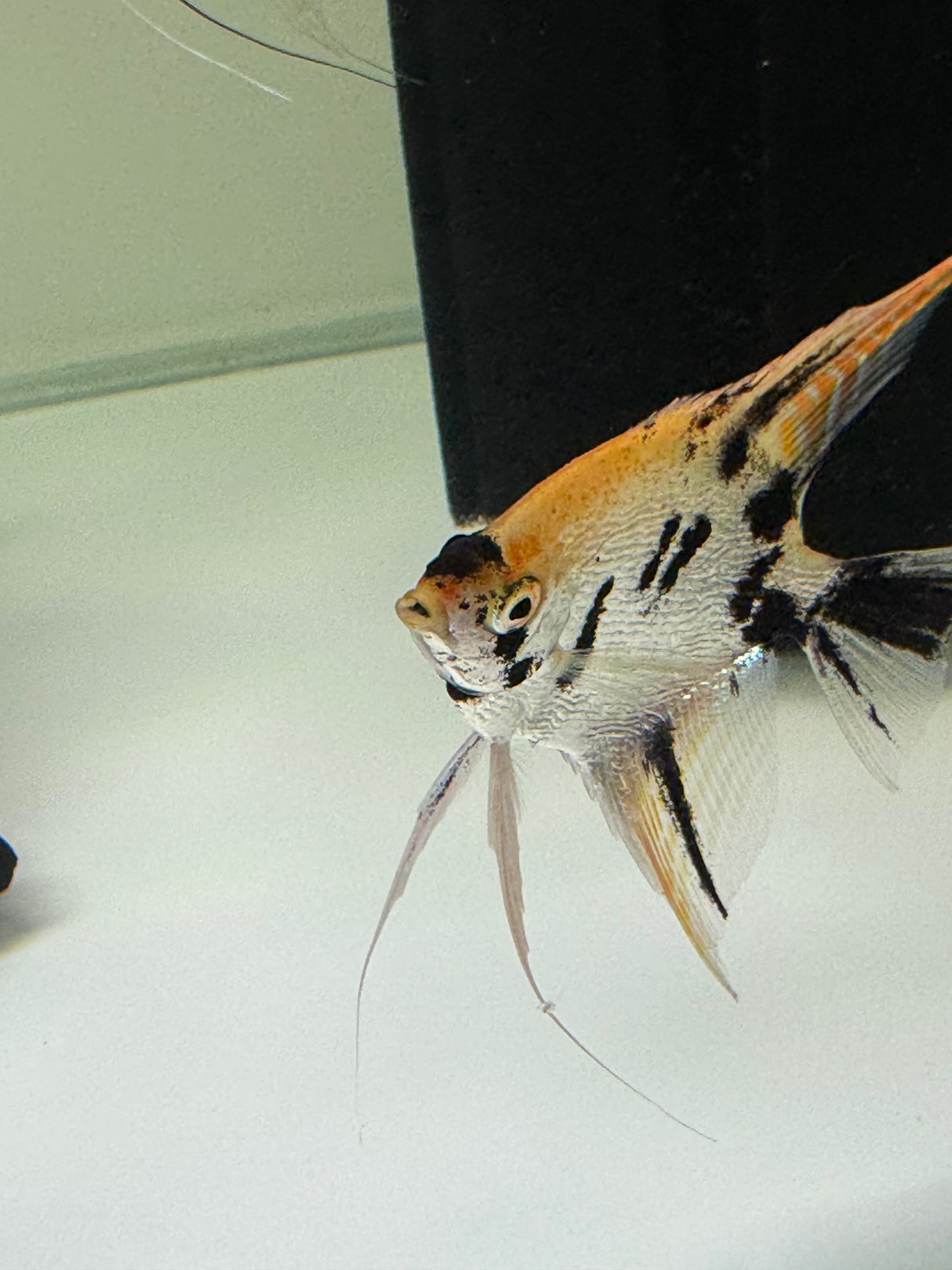 Gold Marble Pearlscale Angelfish - The Aquascape Shop