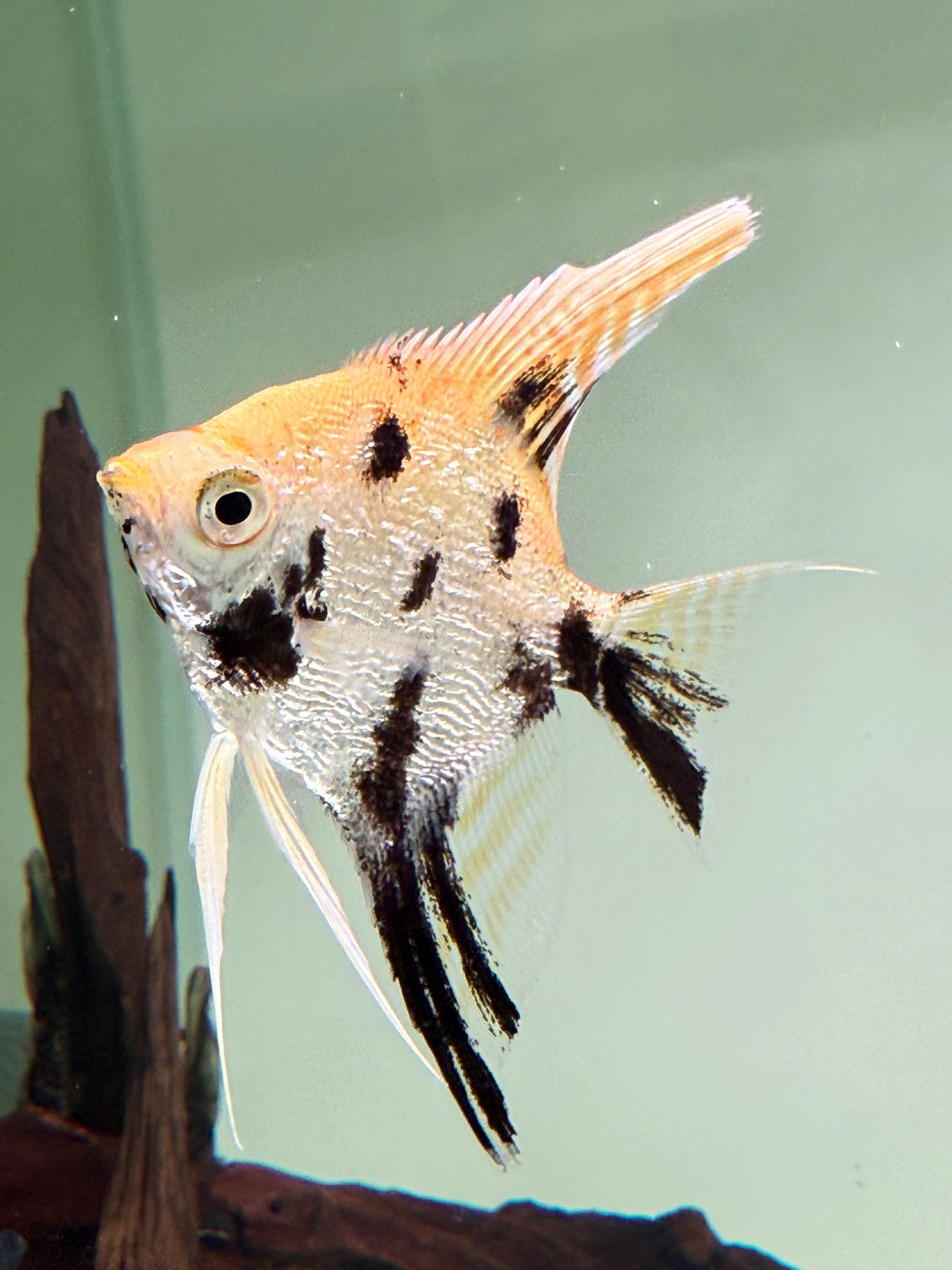 Gold Marble Pearlscale Angelfish - The Aquascape Shop