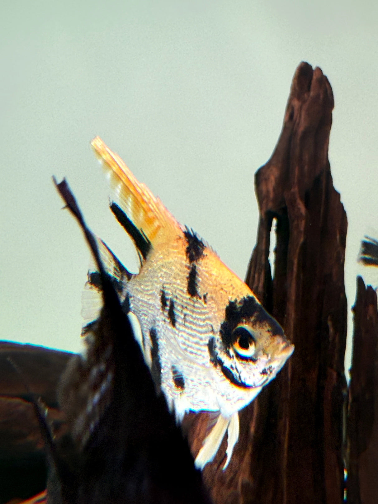 Gold Marble Pearlscale Angelfish - The Aquascape Shop
