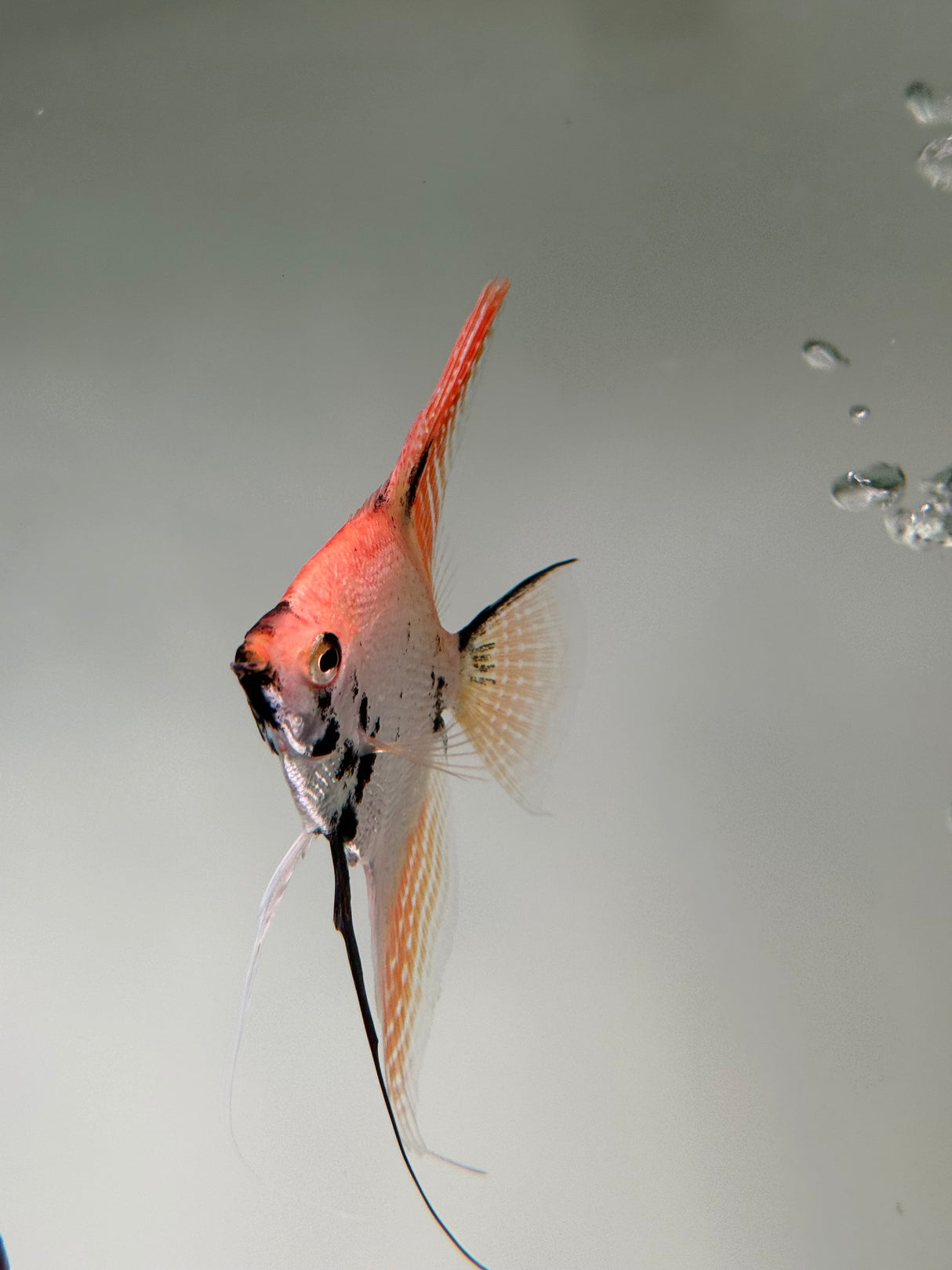 Gold Marble Pearlscale Angelfish - The Aquascape Shop