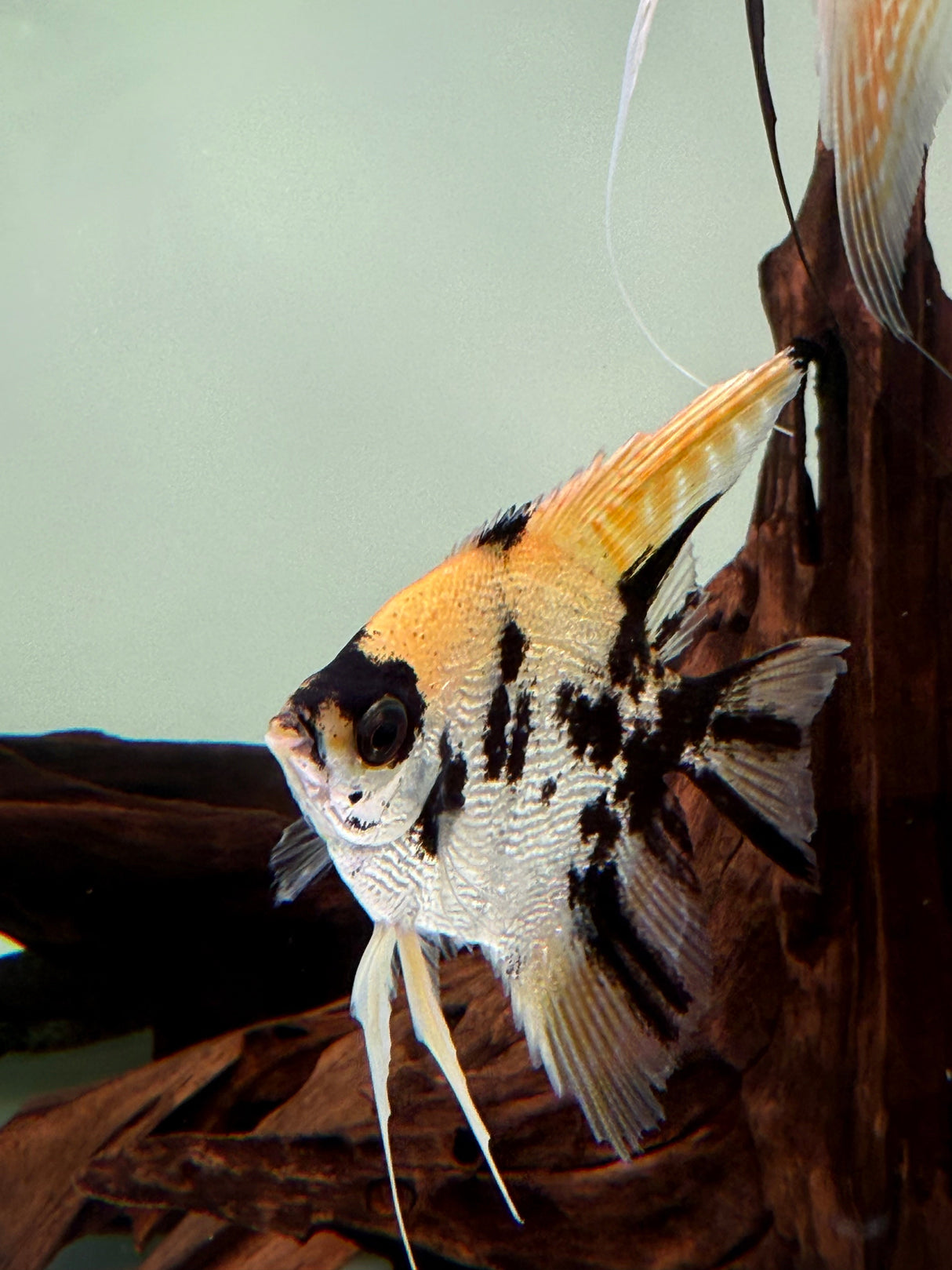 Gold Marble Pearlscale Angelfish - The Aquascape Shop