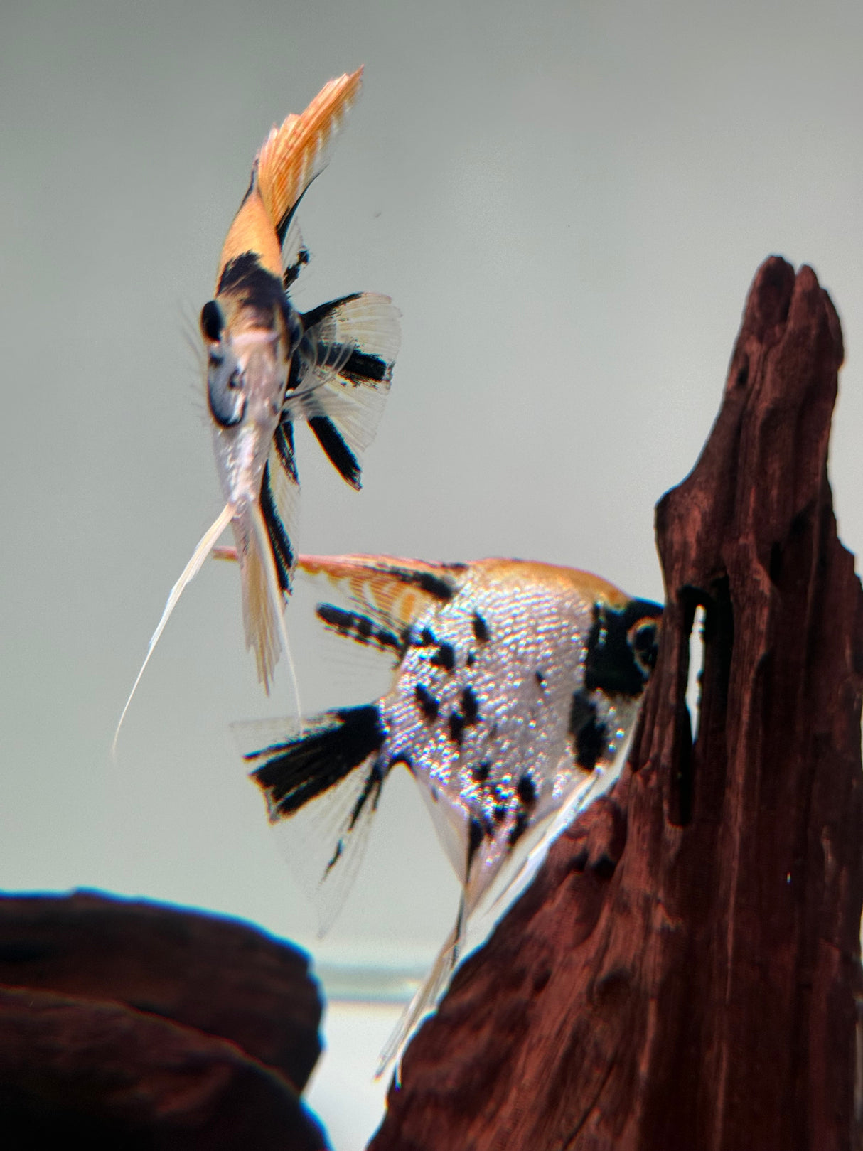 Gold Marble Pearlscale Angelfish - The Aquascape Shop