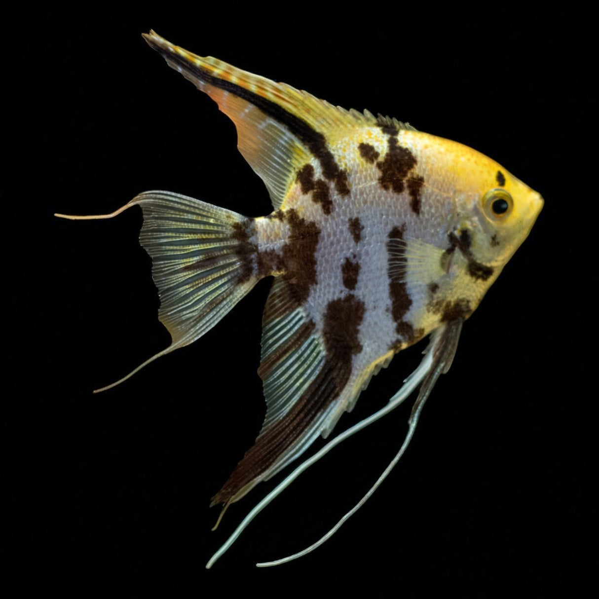 Gold Marble Pearlscale Angelfish - The Aquascape Shop