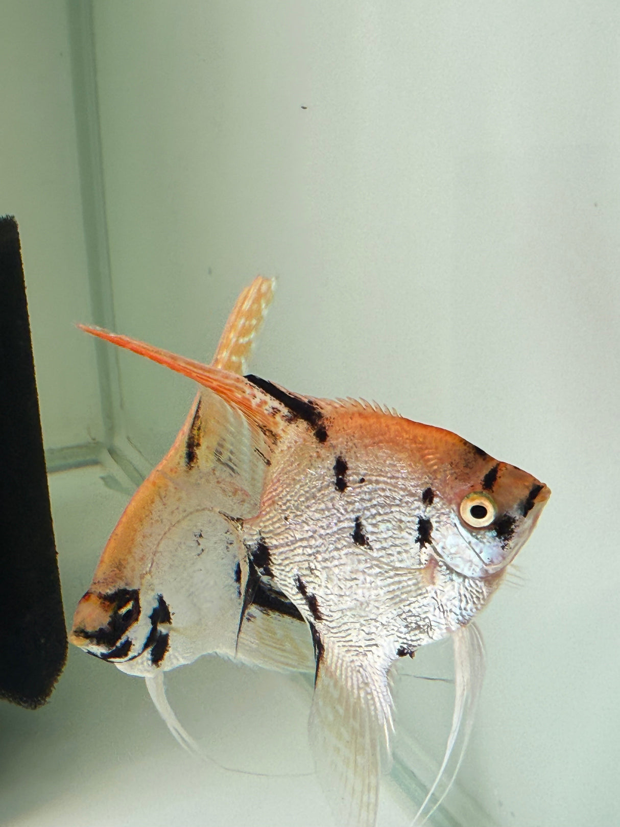Gold Marble Pearlscale Angelfish - The Aquascape Shop
