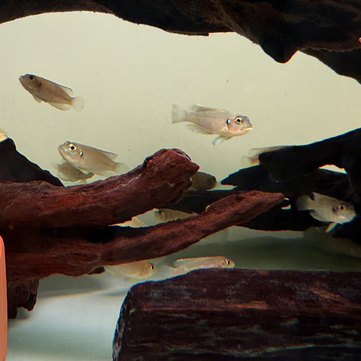 Gold Ocellated Shell - Dweller - The Aquascape Shop