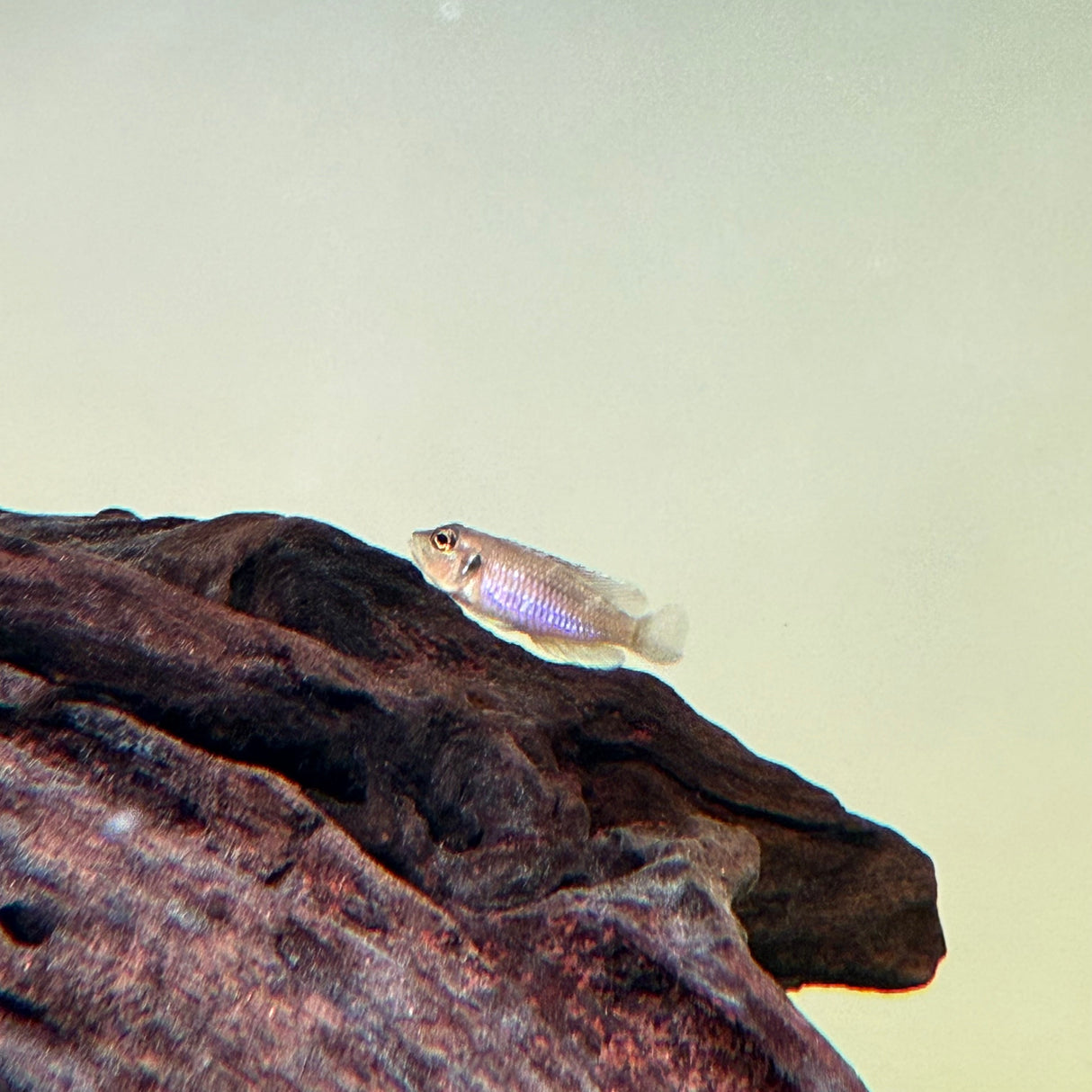 Gold Ocellated Shell - Dweller - The Aquascape Shop