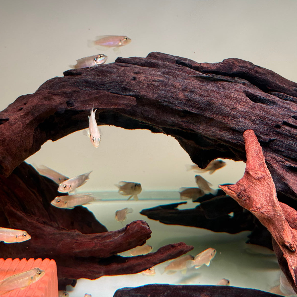 Gold Ocellated Shell - Dweller - The Aquascape Shop