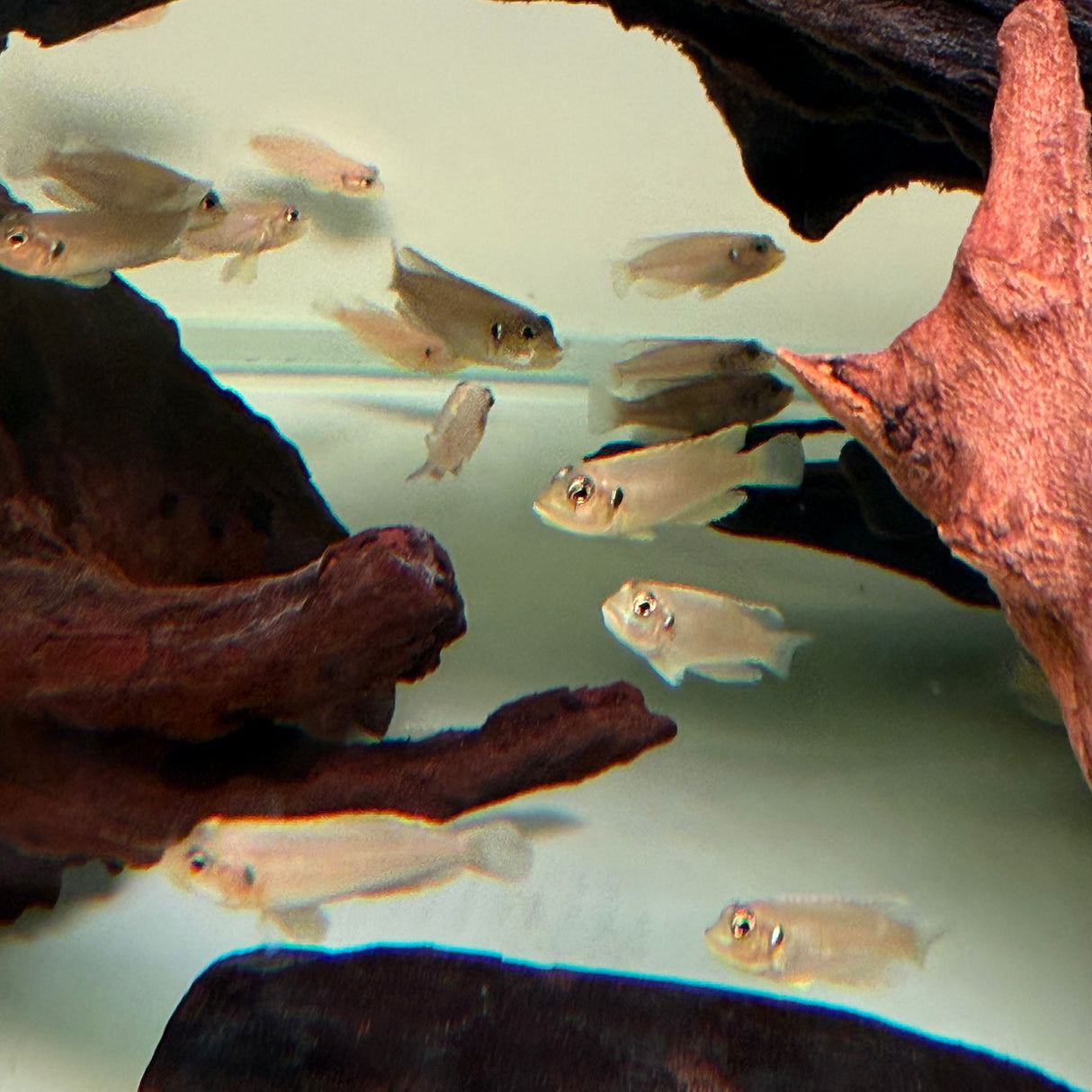 Gold Ocellated Shell - Dweller - The Aquascape Shop