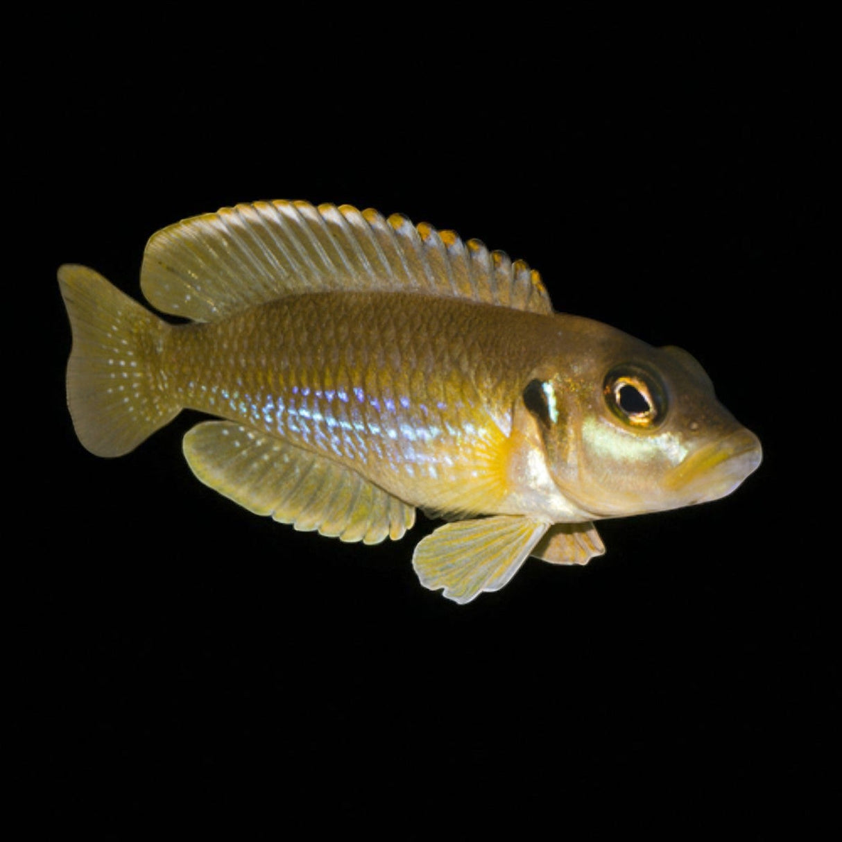 Gold Ocellated Shell - Dweller - The Aquascape Shop