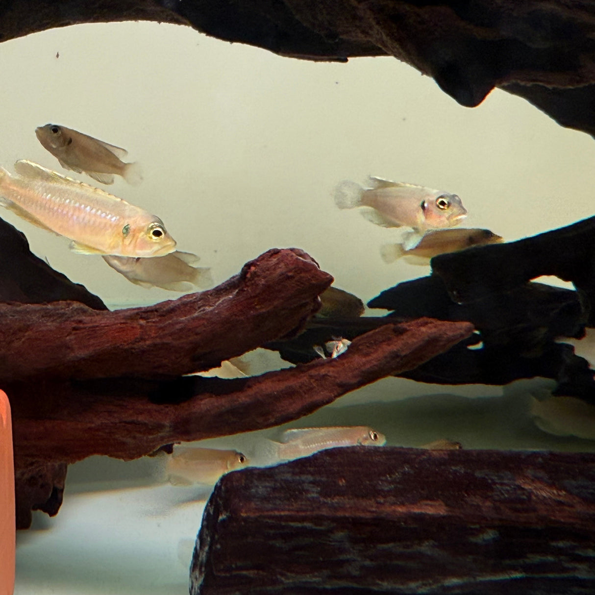 Gold Ocellated Shell - Dweller - The Aquascape Shop