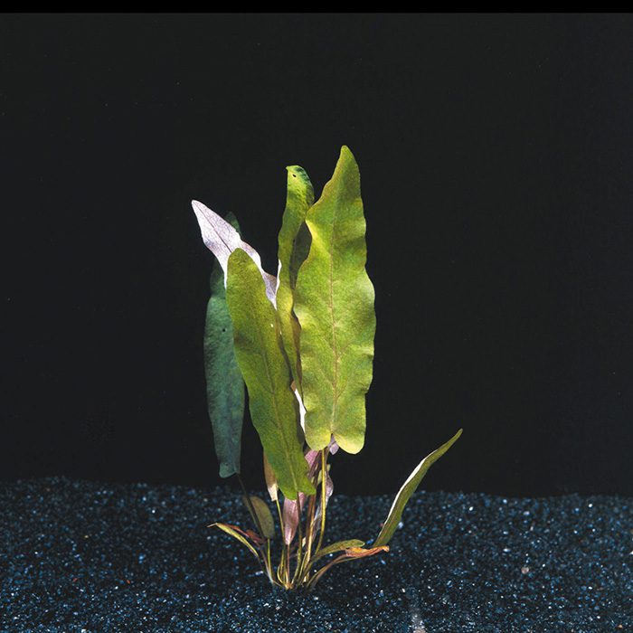 Green Barclaya Longifolia (Rare) - The Aquascape Shop