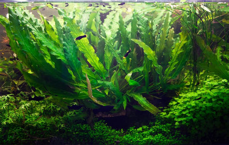 Green Barclaya Longifolia (Rare) - The Aquascape Shop