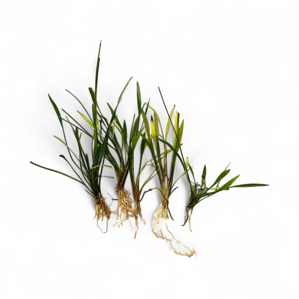 Helanthium Bolivianum 'Latifolius' (Dwarf Sword) - The Aquascape Shop