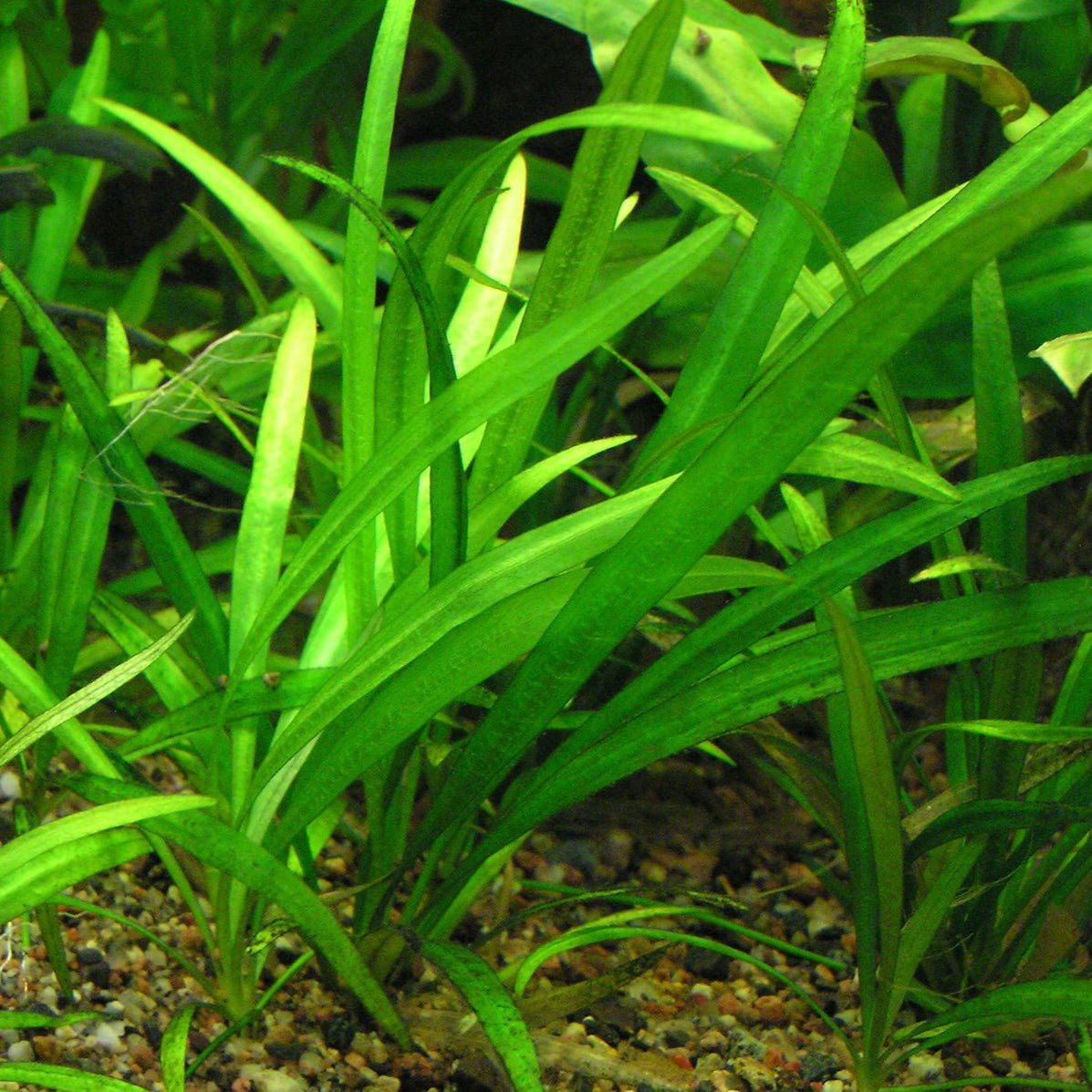 Helanthium Bolivianum 'Latifolius' (Dwarf Sword) - The Aquascape Shop