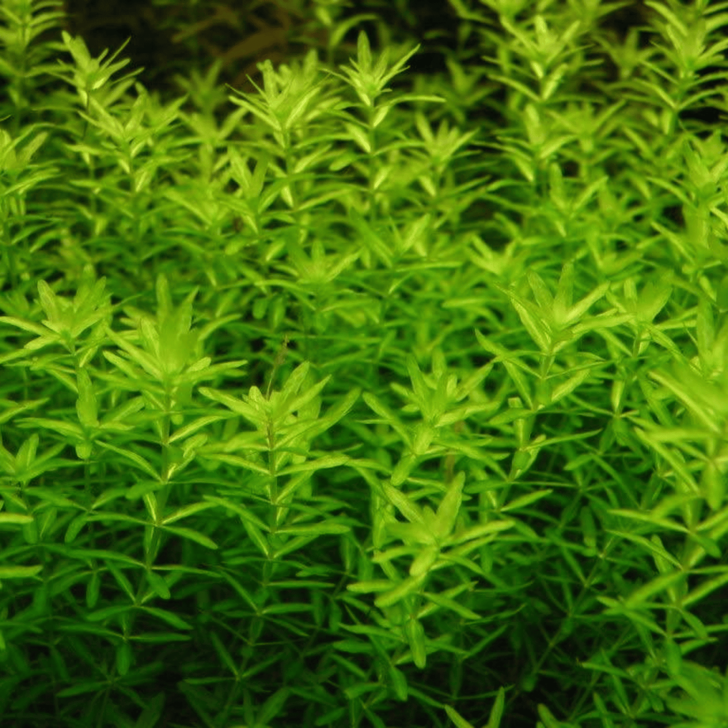 Hemianthus Micranthemoides 'Pearl Weed' - The Aquascape Shop