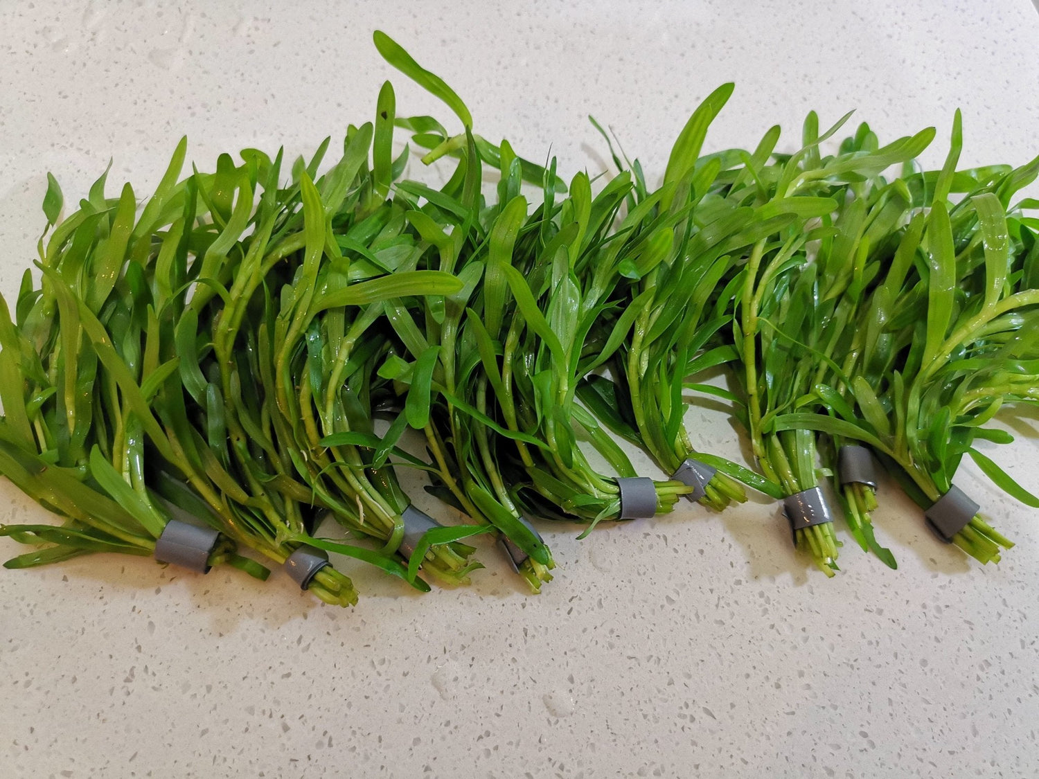Heteranthera Zosterifolia (Star Grass) - The Aquascape Shop