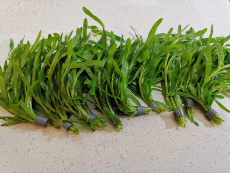 Heteranthera Zosterifolia (Star Grass) - The Aquascape Shop