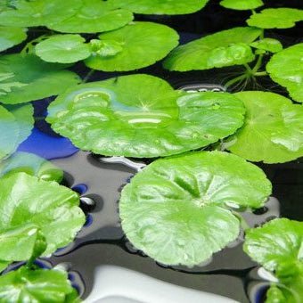 Hydrocotyle Leucocephala - The Aquascape Shop