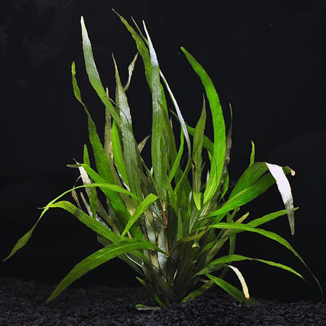 Hygrophila Angustifolia (Willow Hygro) - The Aquascape Shop