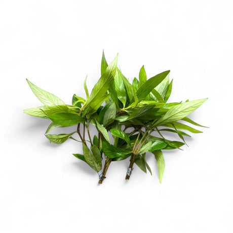 Hygrophila Angustifolia (Willow Hygro) - The Aquascape Shop