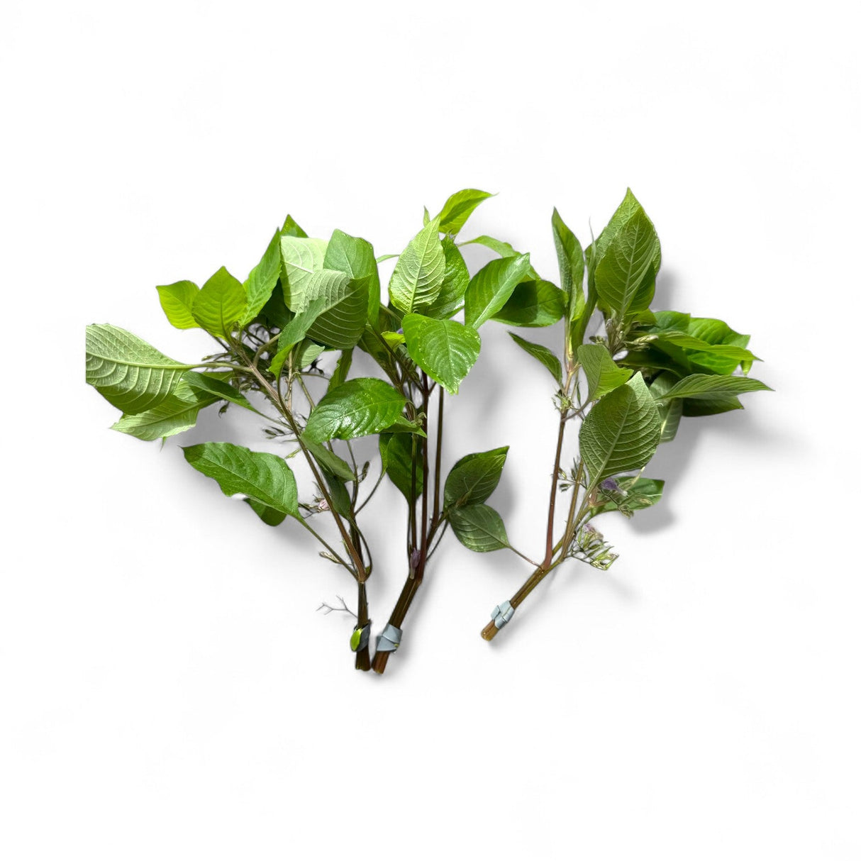 Hygrophila Corymbosa 'C. Stricta' (Cherry Leaf) - The Aquascape Shop