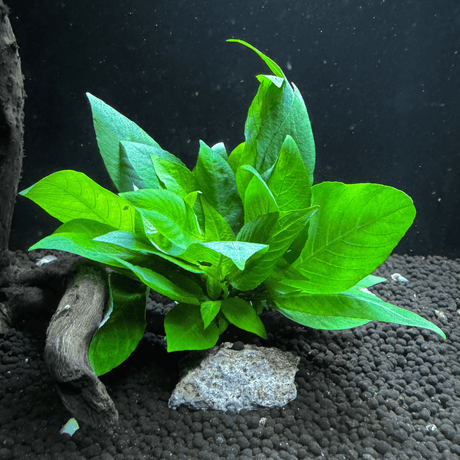 Hygrophila Corymbosa Compact Tissue Culture (Aquascaping Essentials) - The Aquascape Shop