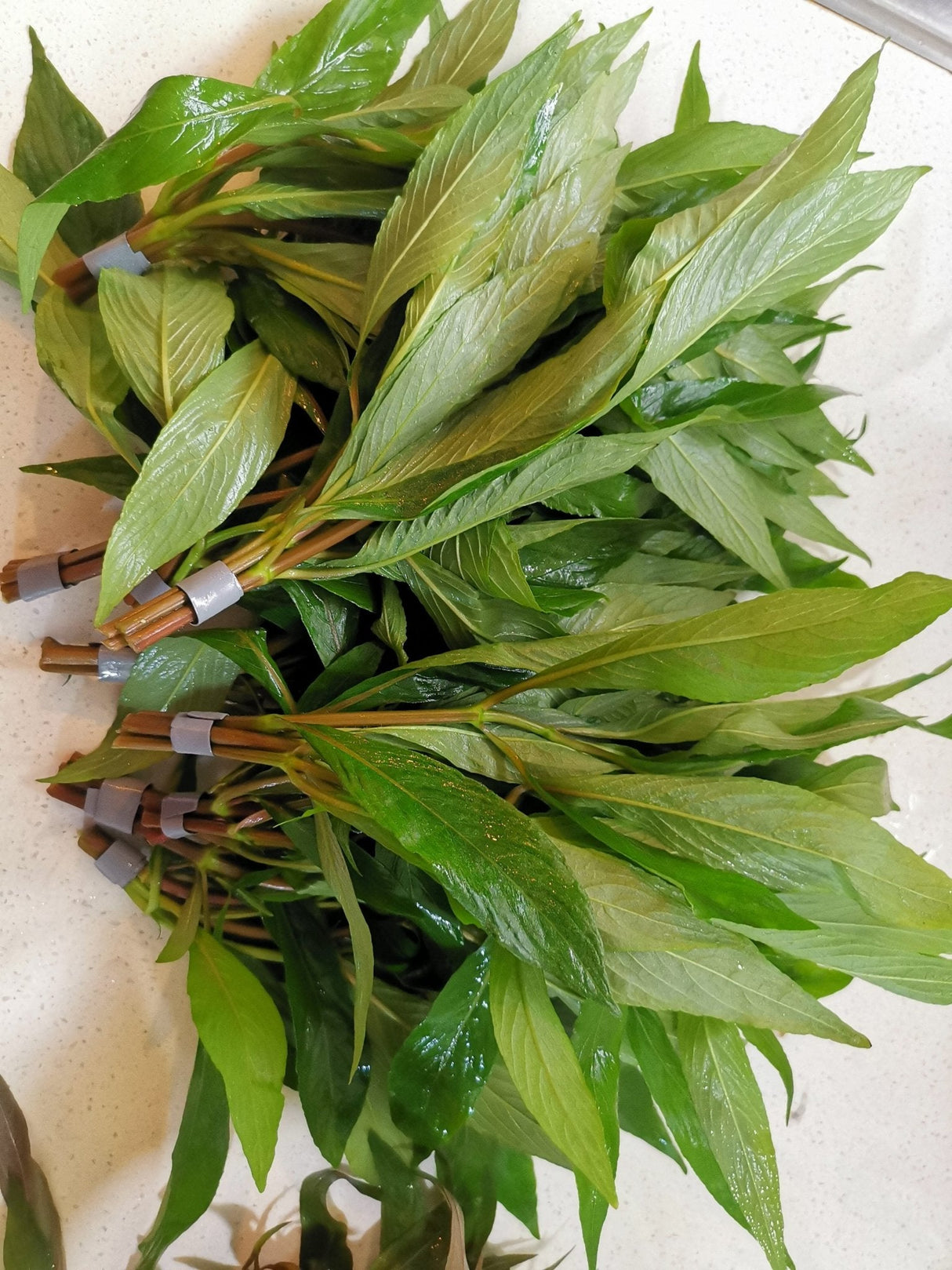 Hygrophila Corymbosa 'Siamensis' - The Aquascape Shop