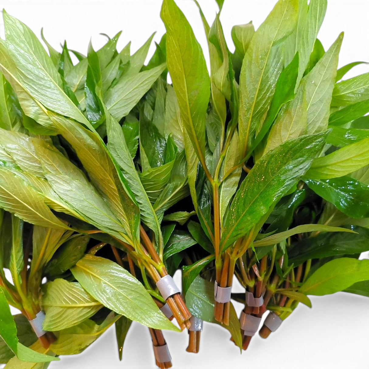 Hygrophila Corymbosa 'Siamensis' - The Aquascape Shop