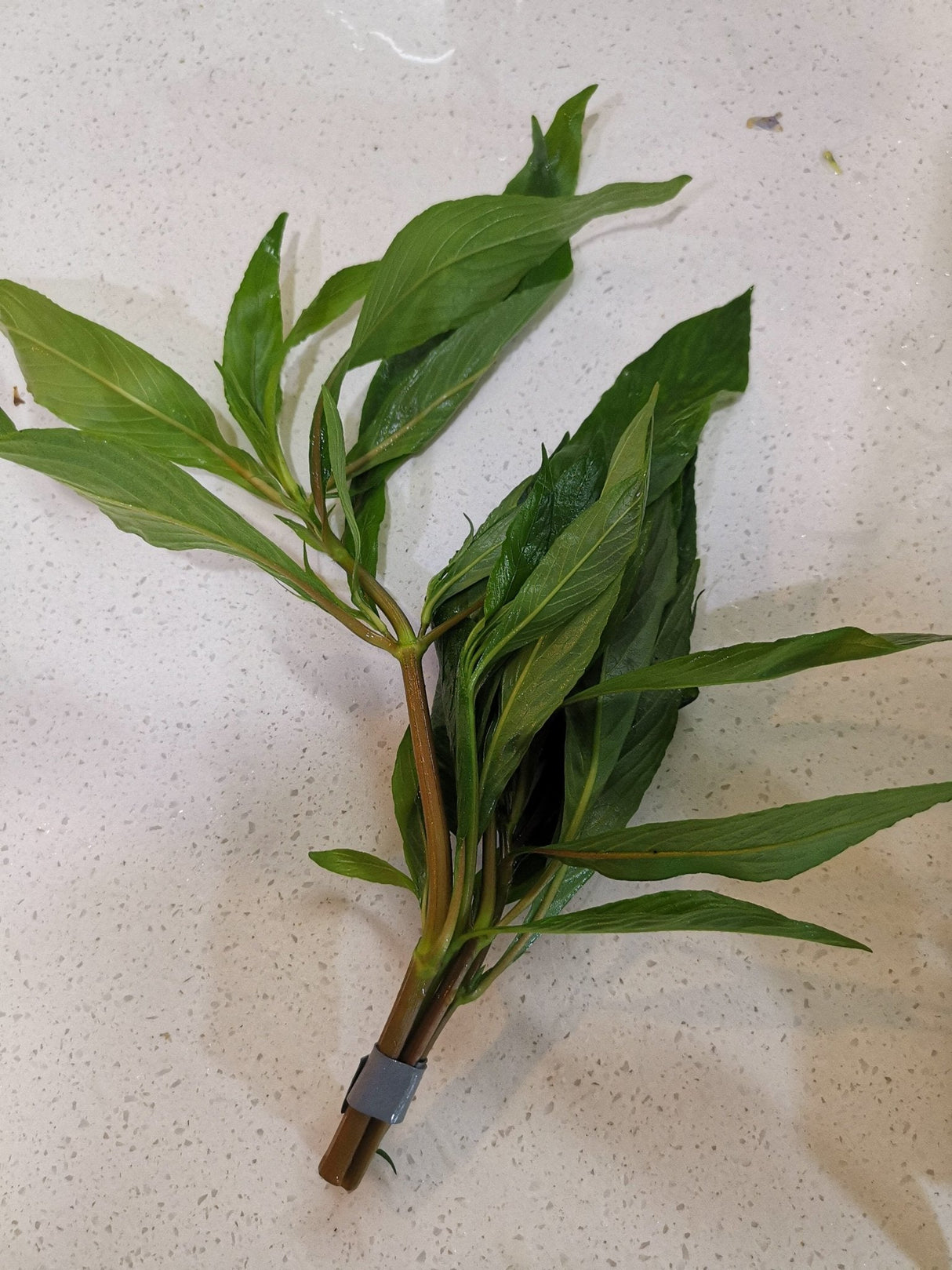 Hygrophila Corymbosa 'Siamensis' - The Aquascape Shop