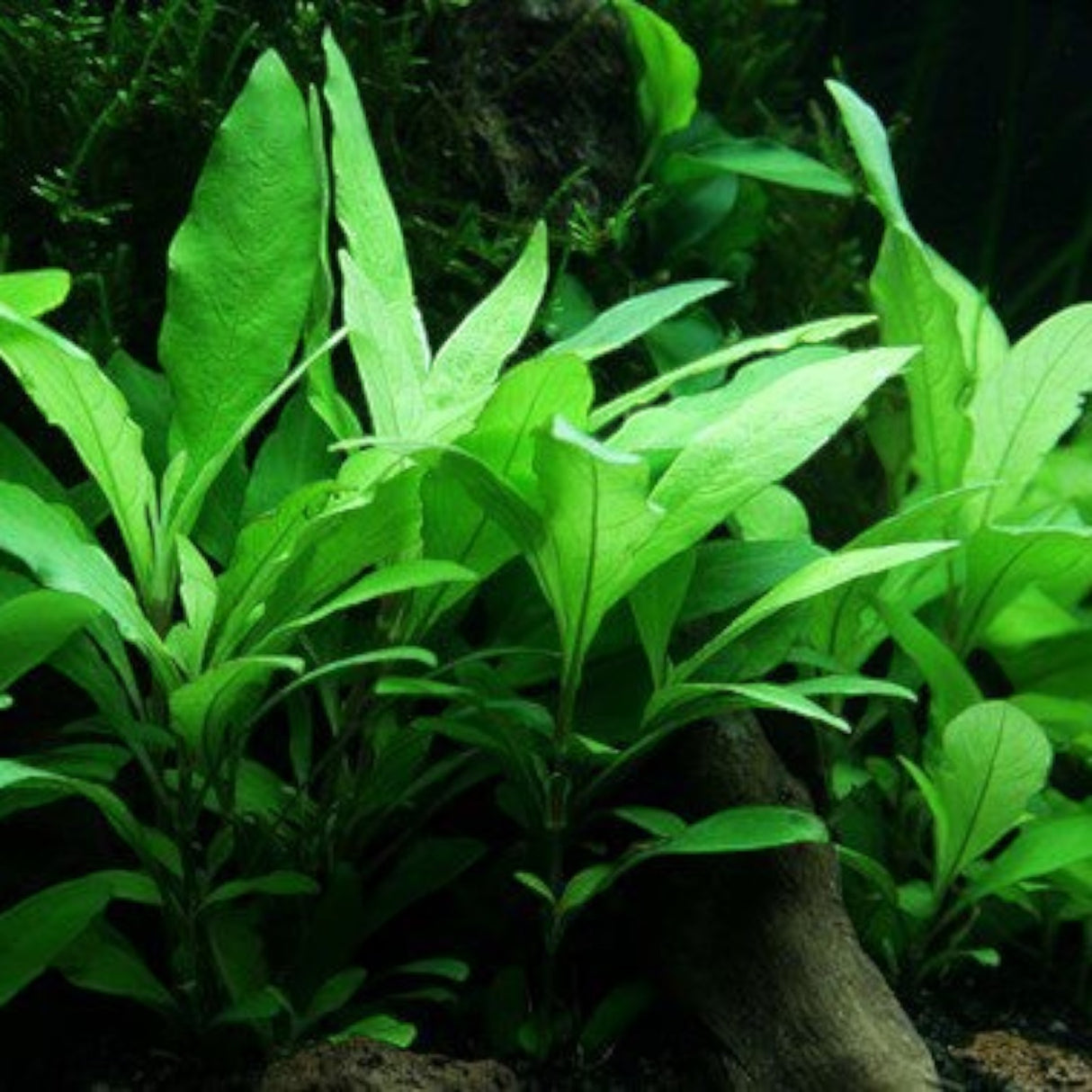 Hygrophila Corymbosa 'Siamensis' - The Aquascape Shop