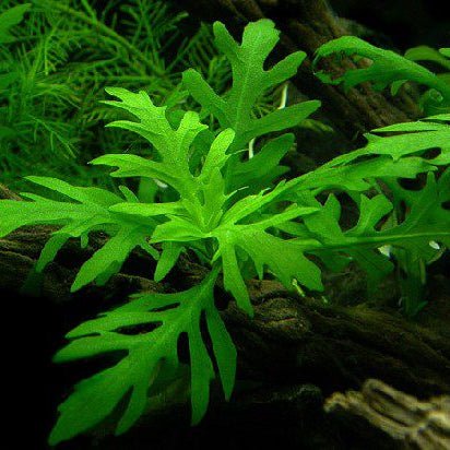 Hygrophila Difformis (Water Wisteria) - The Aquascape Shop