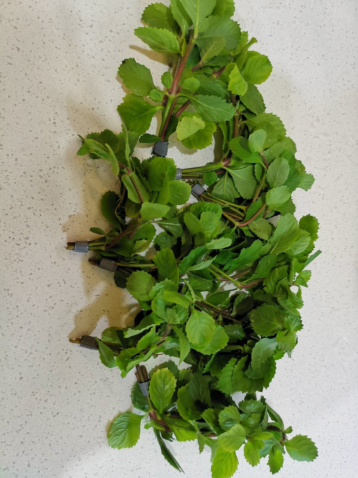 Hygrophila Difformis (Water Wisteria) - The Aquascape Shop