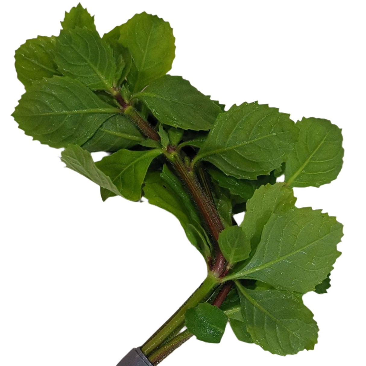 Hygrophila Difformis (Water Wisteria) - The Aquascape Shop