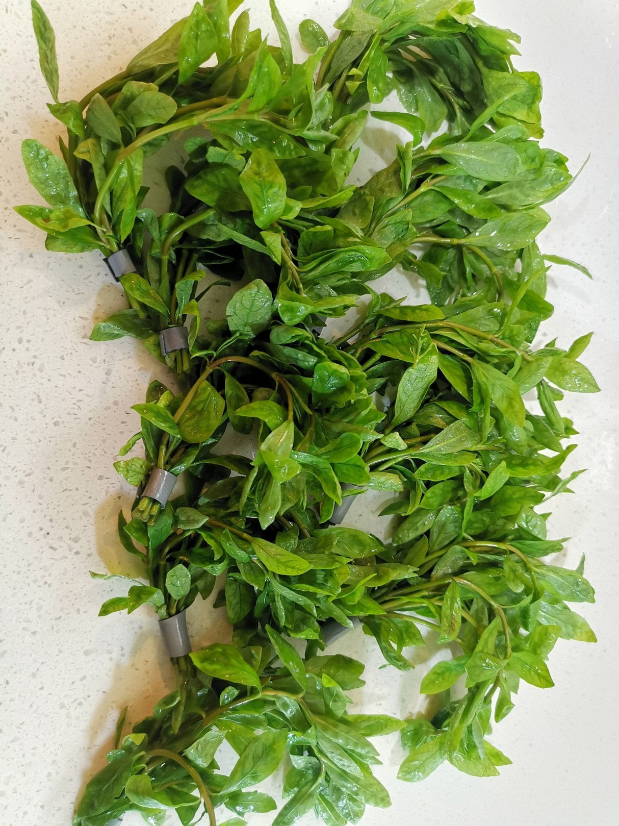 Hygrophila Polysperma - The Aquascape Shop