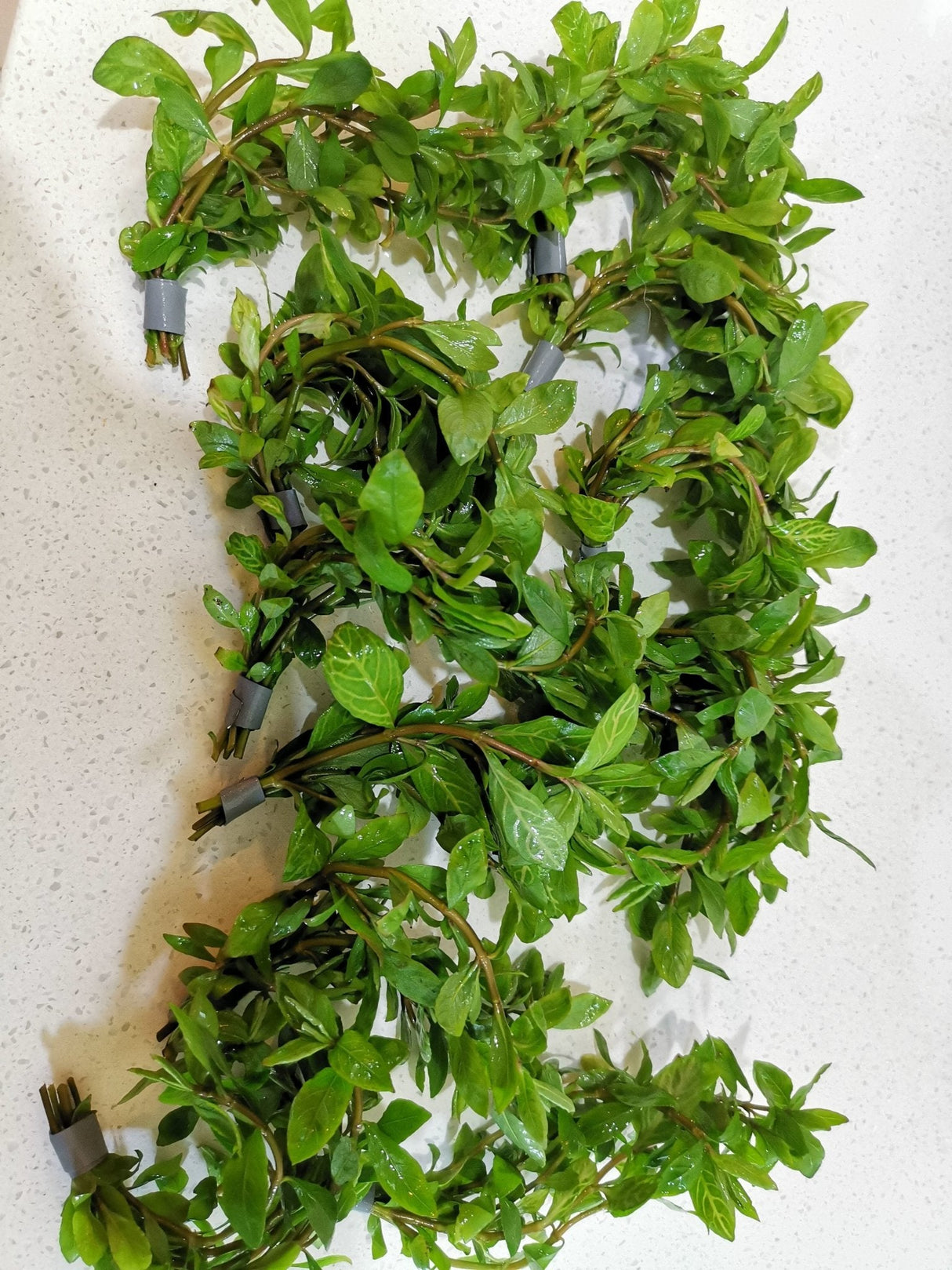 Hygrophila Polysperma 'Rosanervig' (Sunset) - The Aquascape Shop