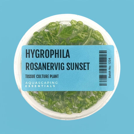 Hygrophila Rosanervig Sunset Tissue Culture (Aquascaping Essentials) - The Aquascape Shop
