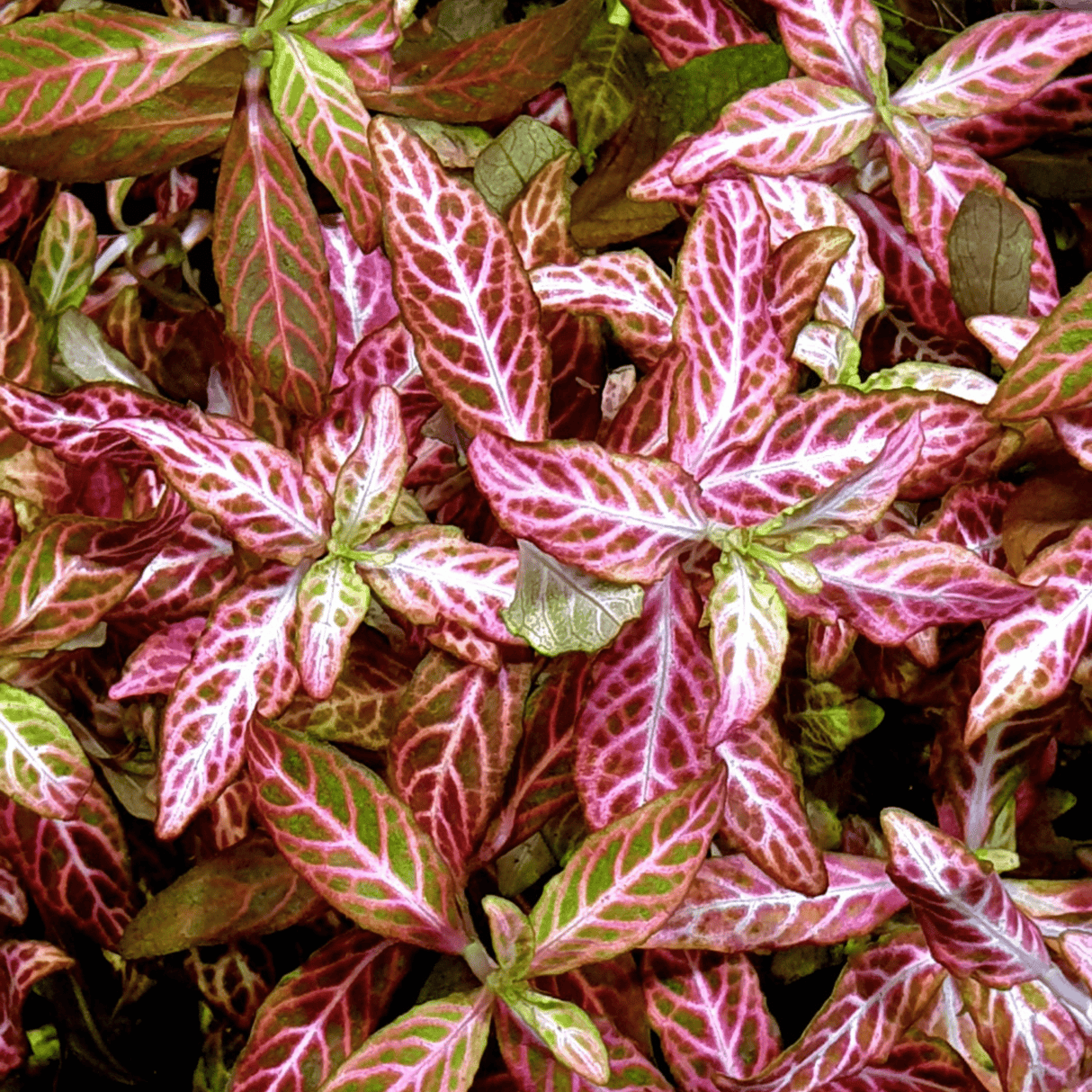 Hygrophila Rosanervig Sunset Tissue Culture (Aquascaping Essentials) - The Aquascape Shop