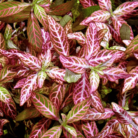 Hygrophila Rosanervig Sunset Tissue Culture (Aquascaping Essentials) - The Aquascape Shop